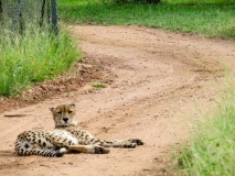 Wildlife